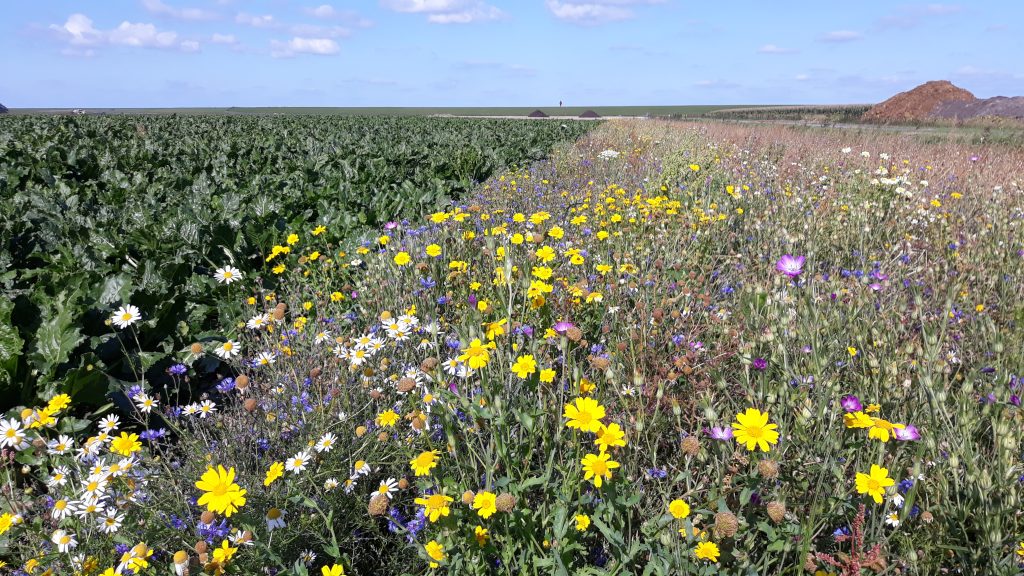 Flower strip cruydt hoek