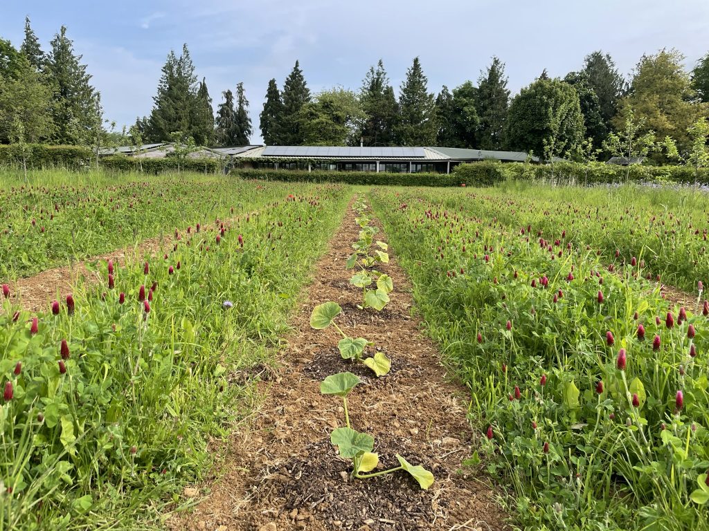 Pumpkins growing in a strip tillage system