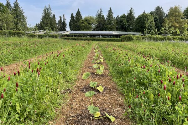 Pumpkins in strip till, Andy Dibben Pumpkins in strip till, Andy Dibben