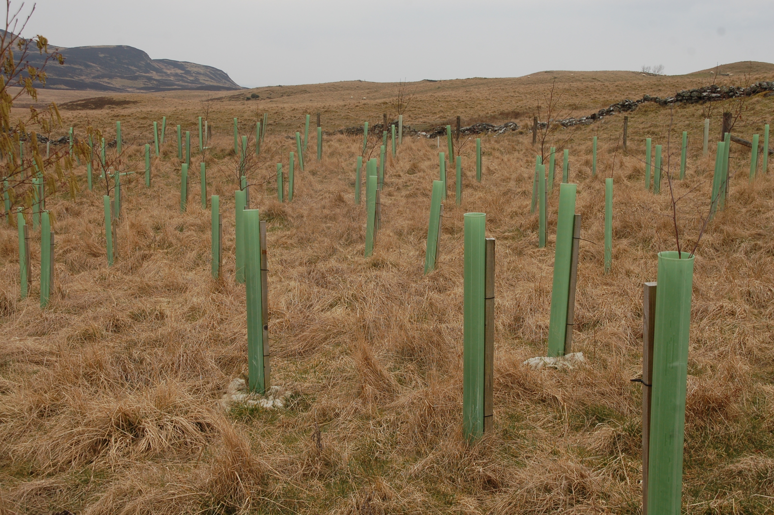 Recently planted rows of 3 to allow for quad bike and cows to go inbetween. Main aim is to provide shelter from sun and rain Recently planted rows of 3 to allow for quad bike and cows to go inbetween. Main aim is to provide shelter from sun and rain