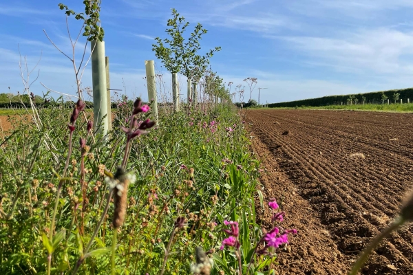 Photo: Andy Dibben. Agroforestry with understorey at Abbey Home Farm Photo: Andy Dibben. Agroforestry with understorey at Abbey Home Farm