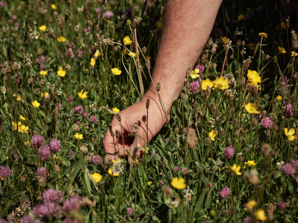 Species-rich hay meadow plants growing at Strickely Farm