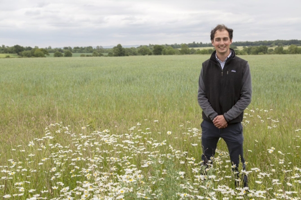 Standing in a field margin of oxeye daisies bordering a field of wheat Standing in a field margin of oxeye daisies bordering a field of wheat