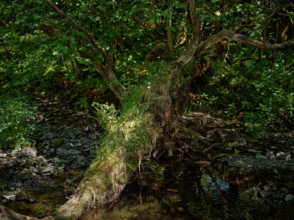 Give nature time sometimes and see what happens...