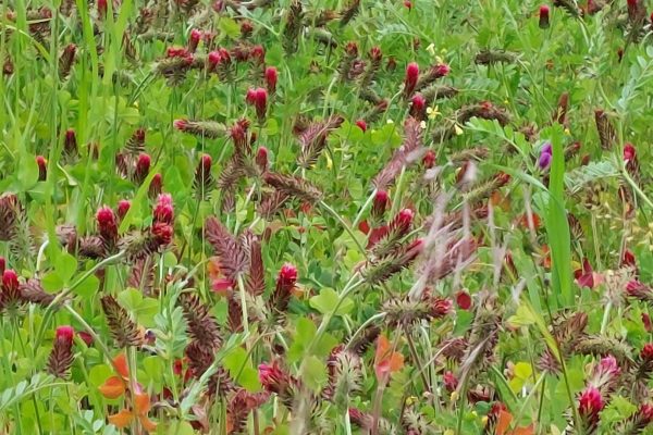 UK Soil Health Initiative guides UK Soil Health Initiative guides