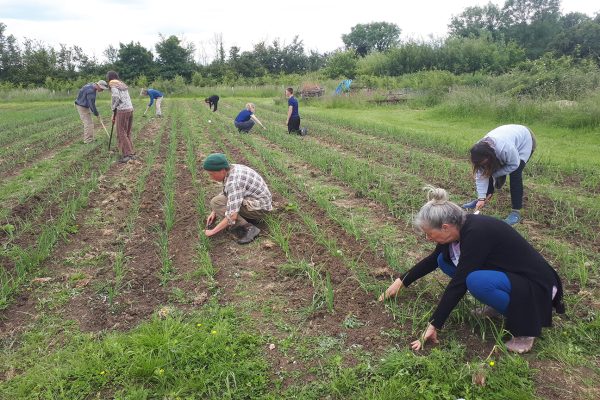 Group of people hand weeding a vegetable crop in the field. Courtesy of Jane Sweetman Group of people hand weeding a vegetable crop in the field. Courtesy of Jane Sweetman