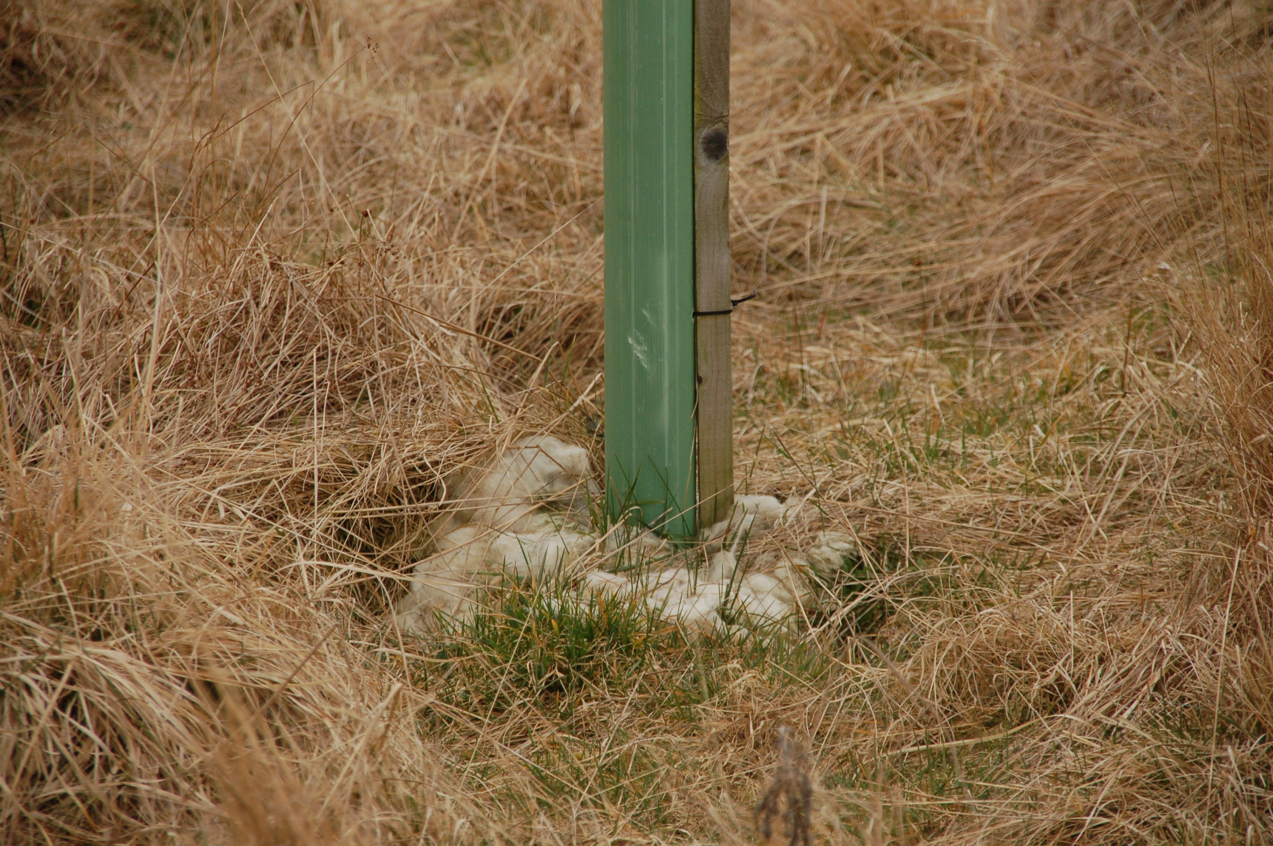 We put old wool around the bases of young trees to use as a mulch We put old wool around the bases of young trees to use as a mulch