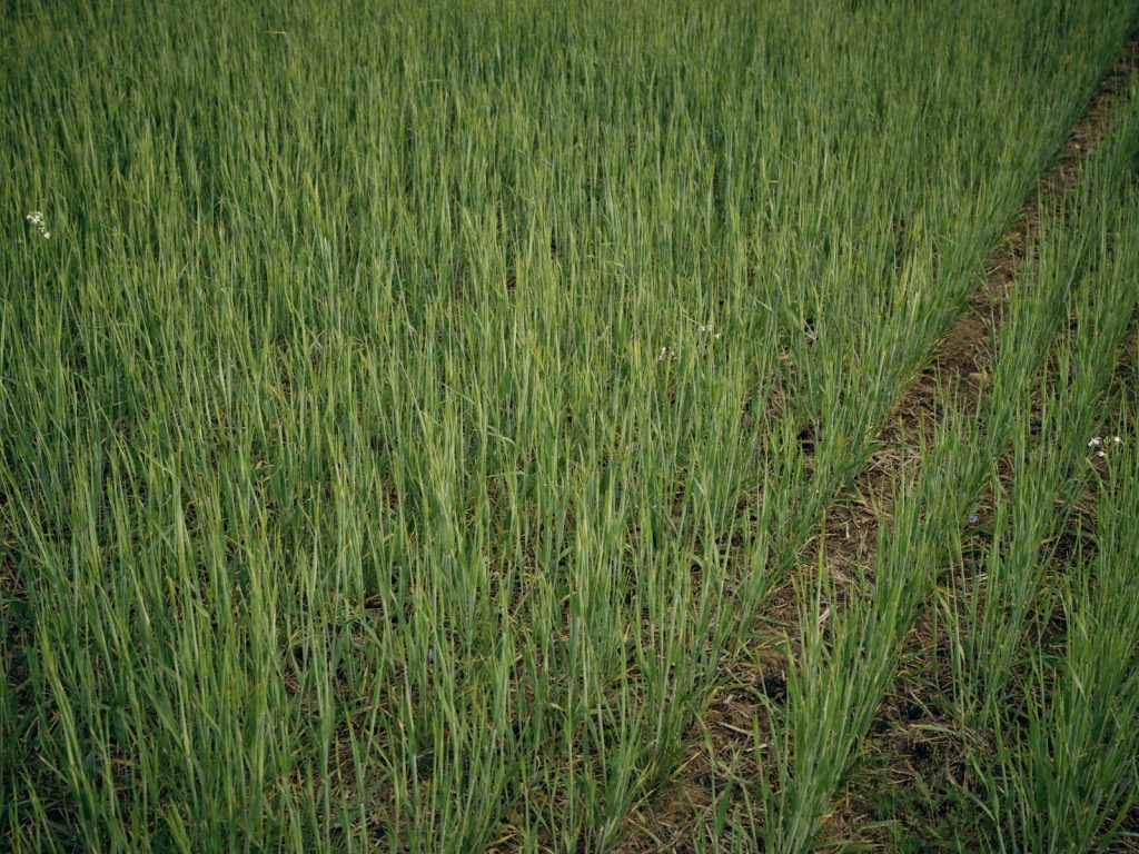 Wheat growing at Hall Farm