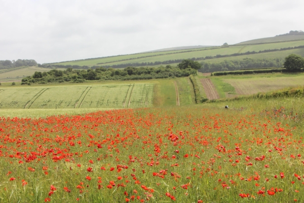 Wildflower headland, Peppering Farm Wildflower headland, Peppering Farm