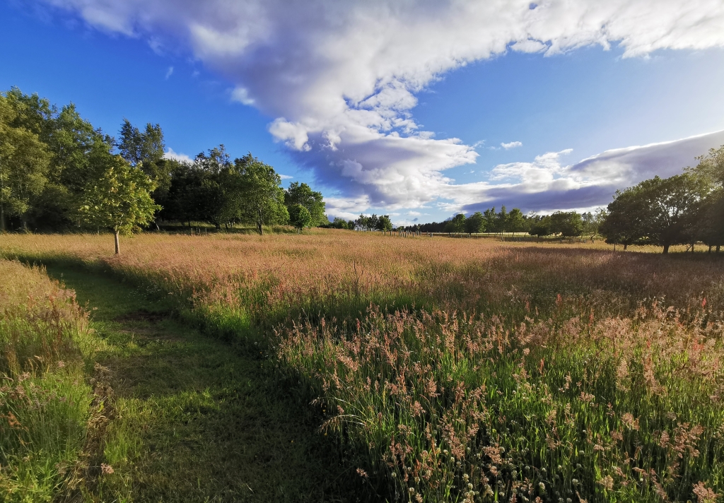 Wood meadow for hay