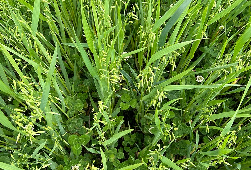 Growing a living mulch together with a main crop