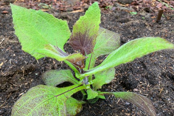 Yacon. Photo: Phil Sumption