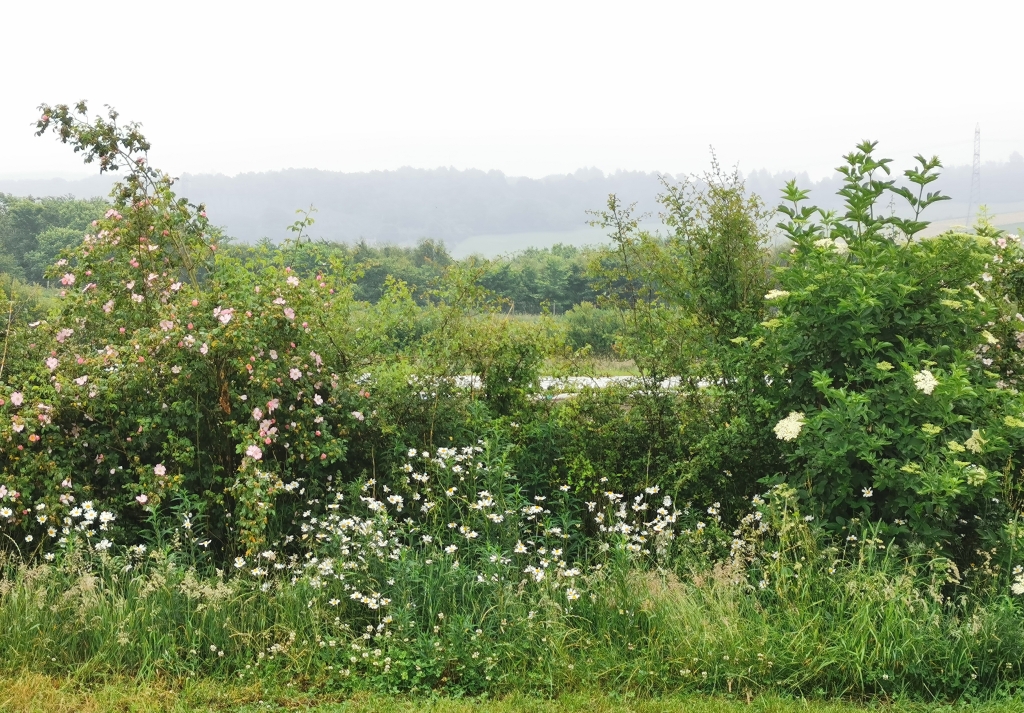 Young hedge in veg field with flowers