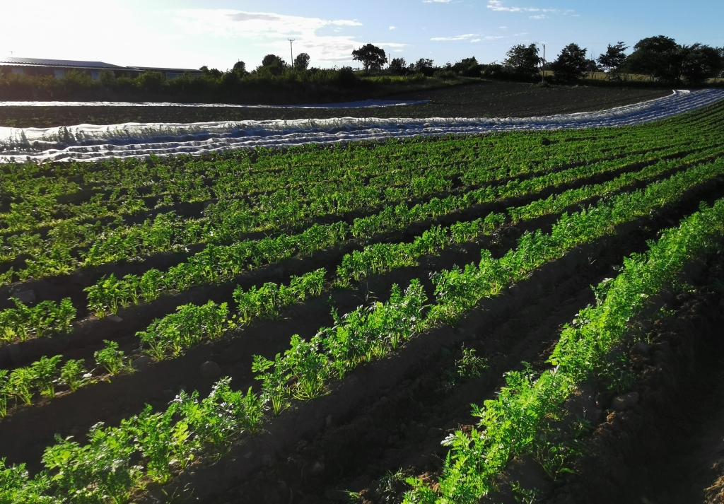 Young plants kept weed free