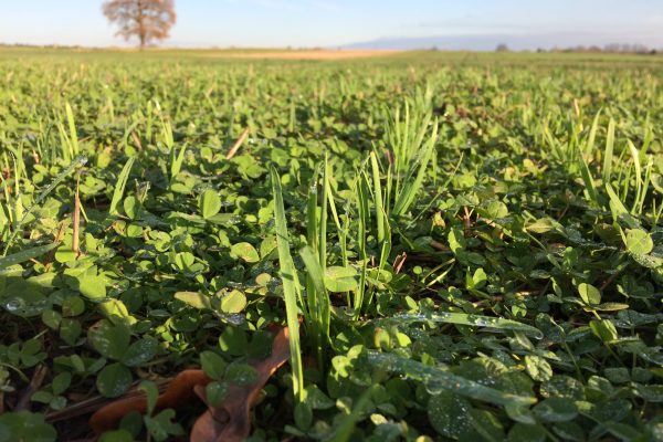 Living mulch at the Fring Estate Living mulch at the Fring Estate