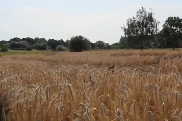 Intercropping beans and triticale Intercropping beans and triticale